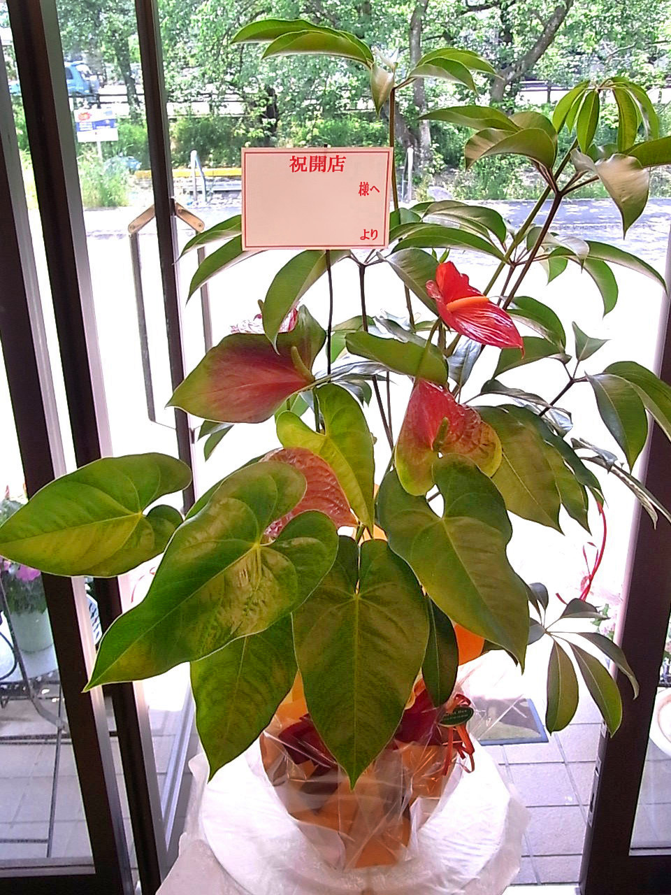 お祝い観葉植物　7,560円（税込）