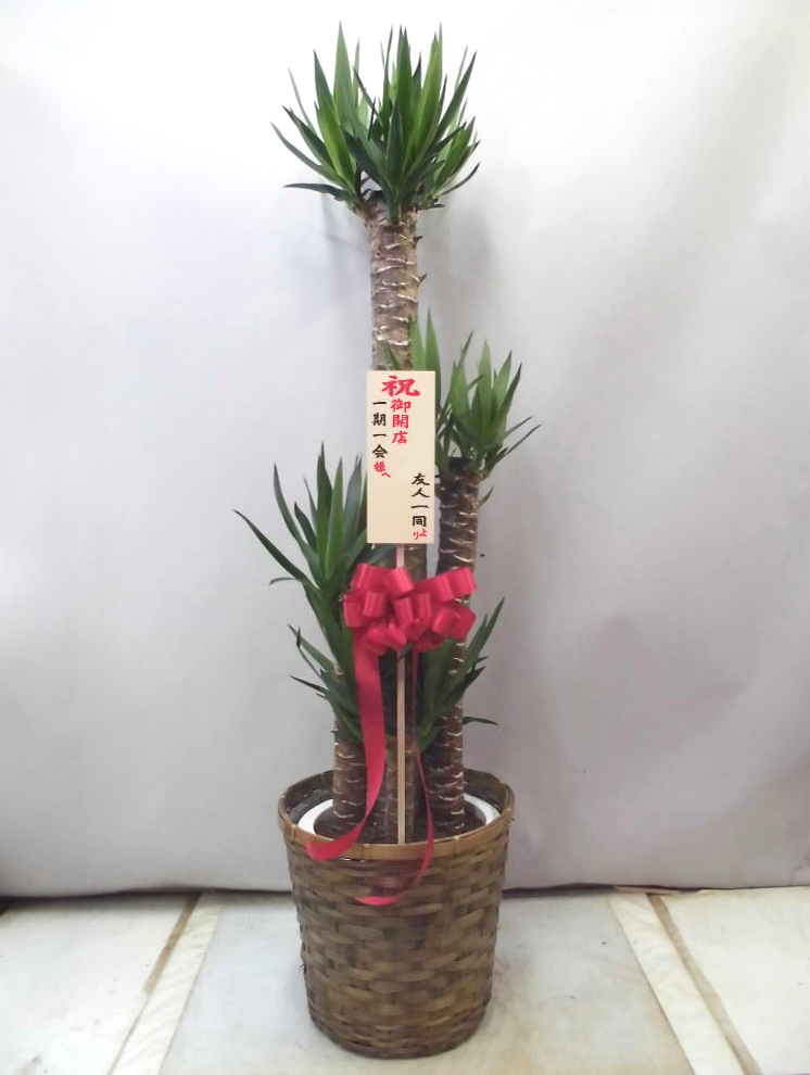 観葉植物 16,200円（税込）