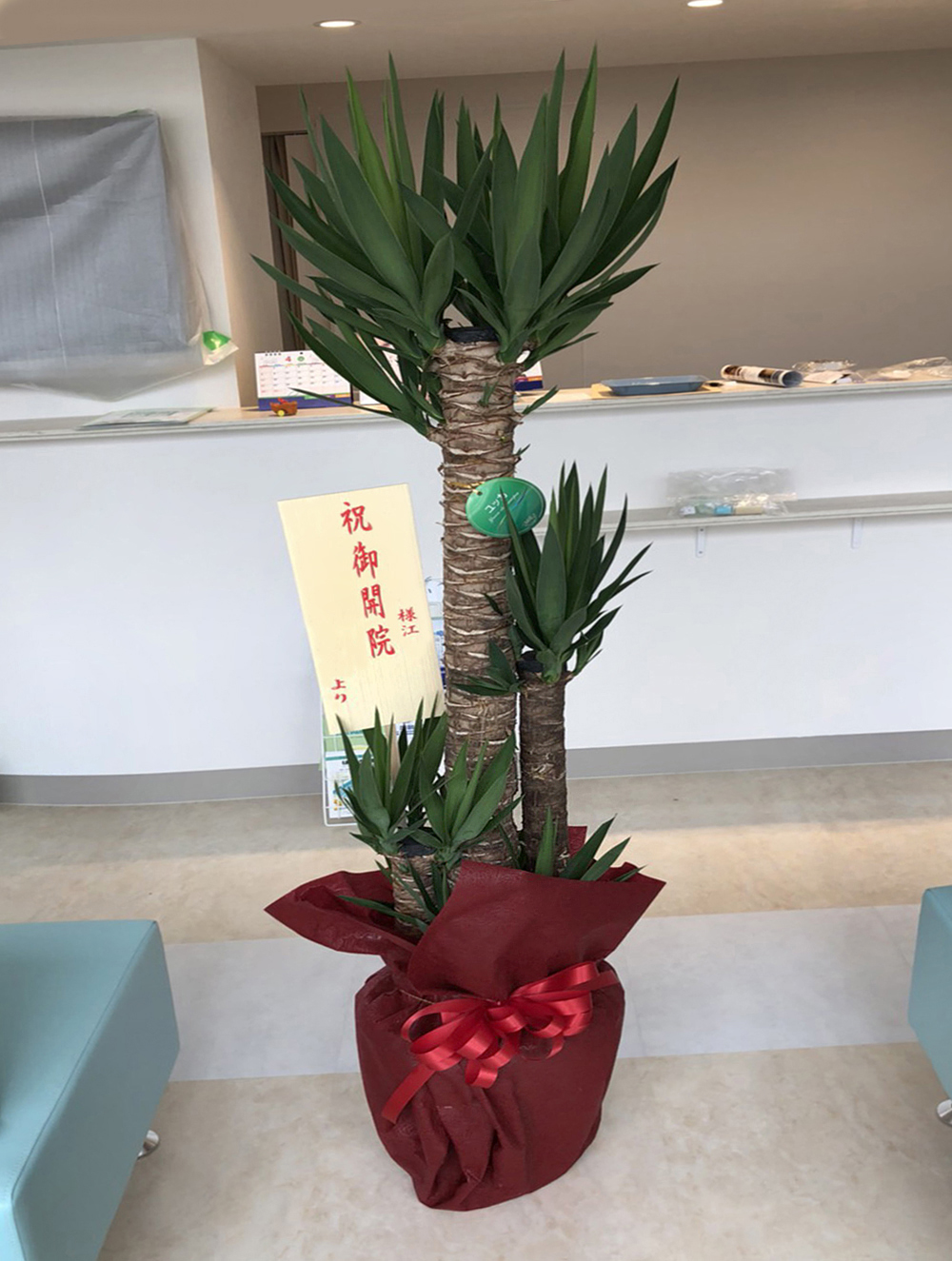 観葉植物ユッカ10号　16,200円（税込）