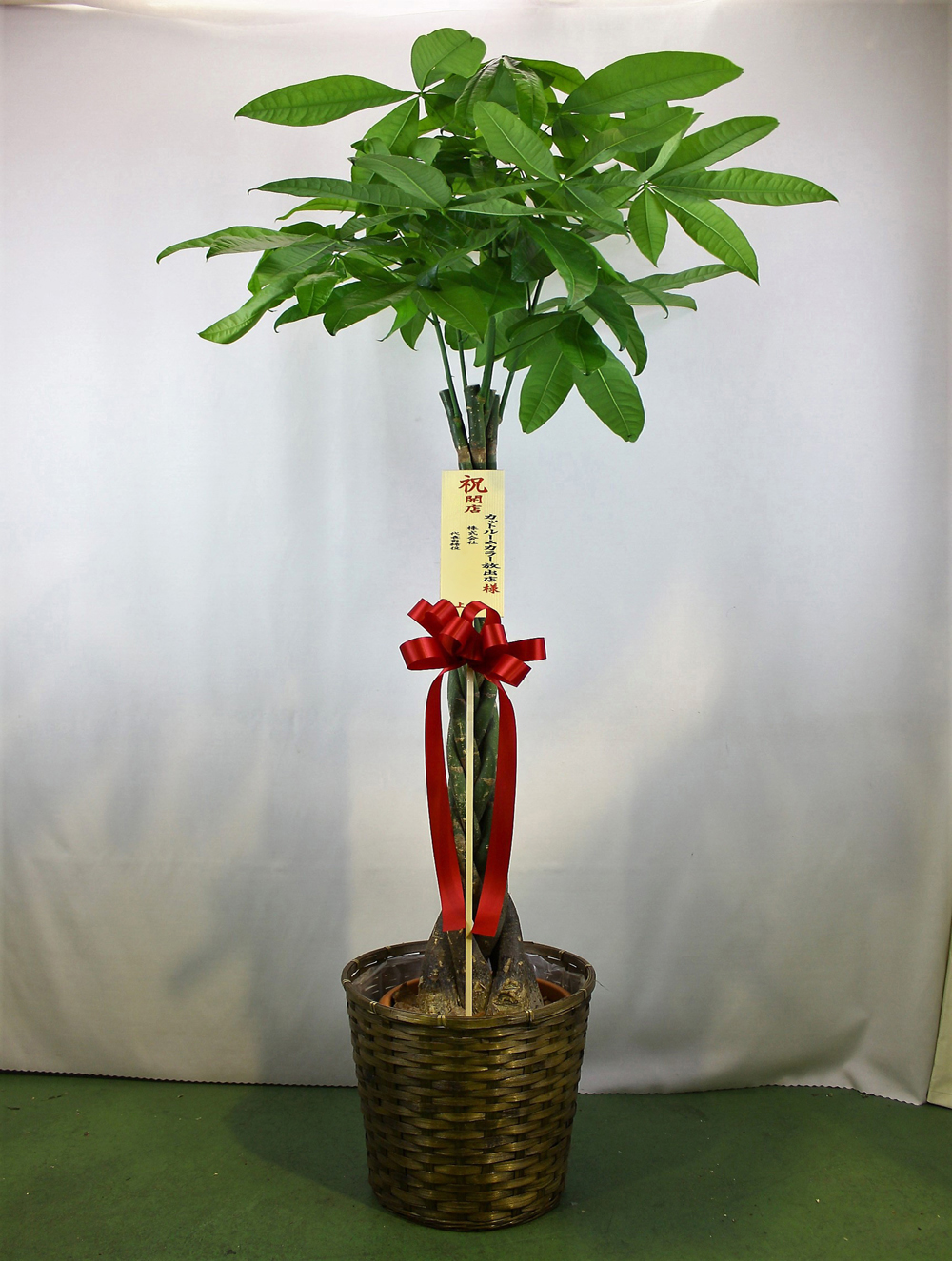 観葉植物パキラ10号　16,200円（税込）