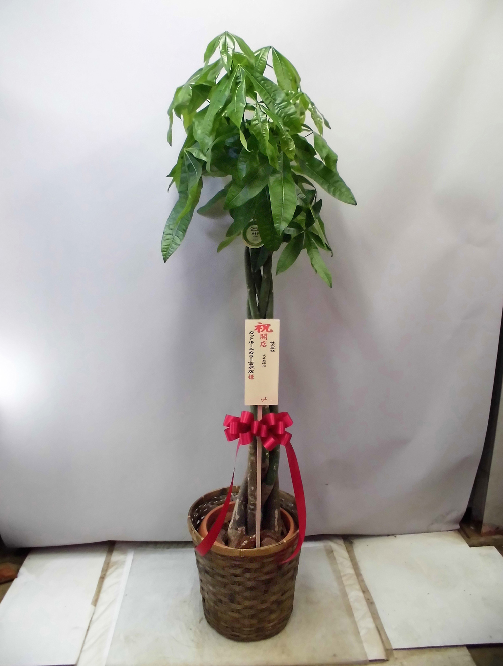 観葉植物パキラ10号　16,200円（税込）