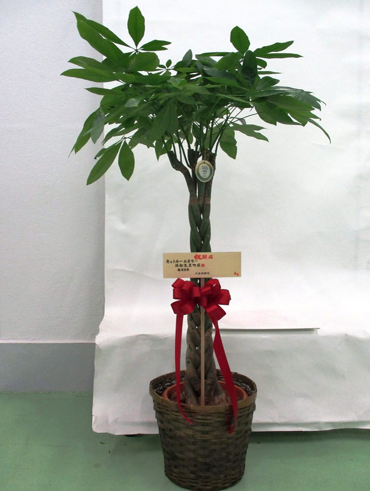 観葉植物パキラ10号　16,200円（税込）