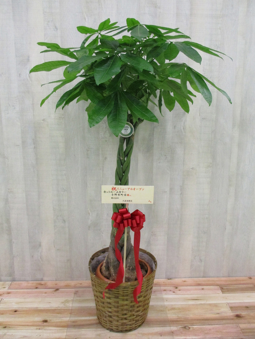 観葉植物パキラ10号　16,200円（税込）