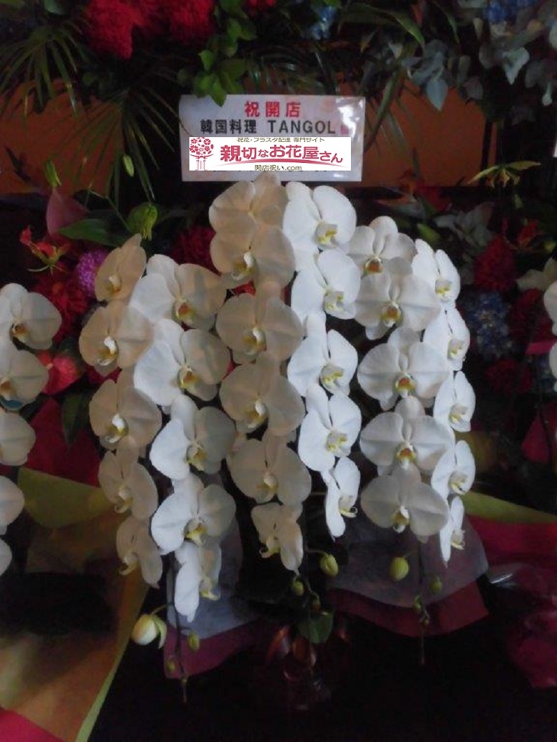 開店祝い 胡蝶蘭 東京都港区六本木 韓国料理 Tangol 様 親切なお花屋さん 開店祝い Com