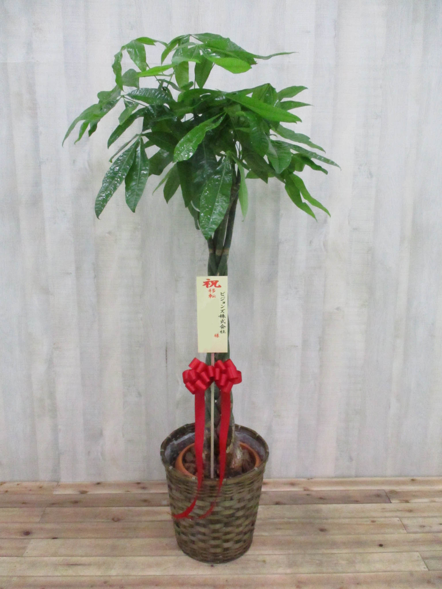 品川区北品川 移転祝花 観葉植物パキラ ビジョンズ株式会社様 親切なお花屋さん 開店祝い Com