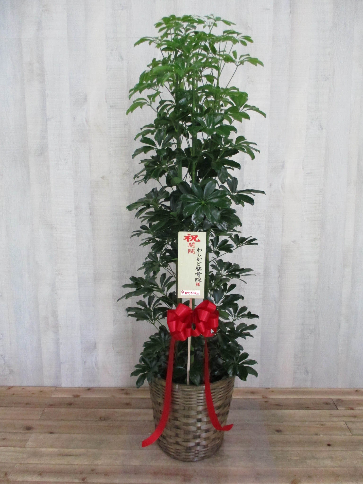 杉並区西荻南 開院祝い花 観葉植物 わらかど整骨院様 親切なお花屋さん 開店祝い Com 杉並区西荻南 開院祝い花 観葉植物 わらかど整骨院様 親切なお花屋さん 開店祝い Com