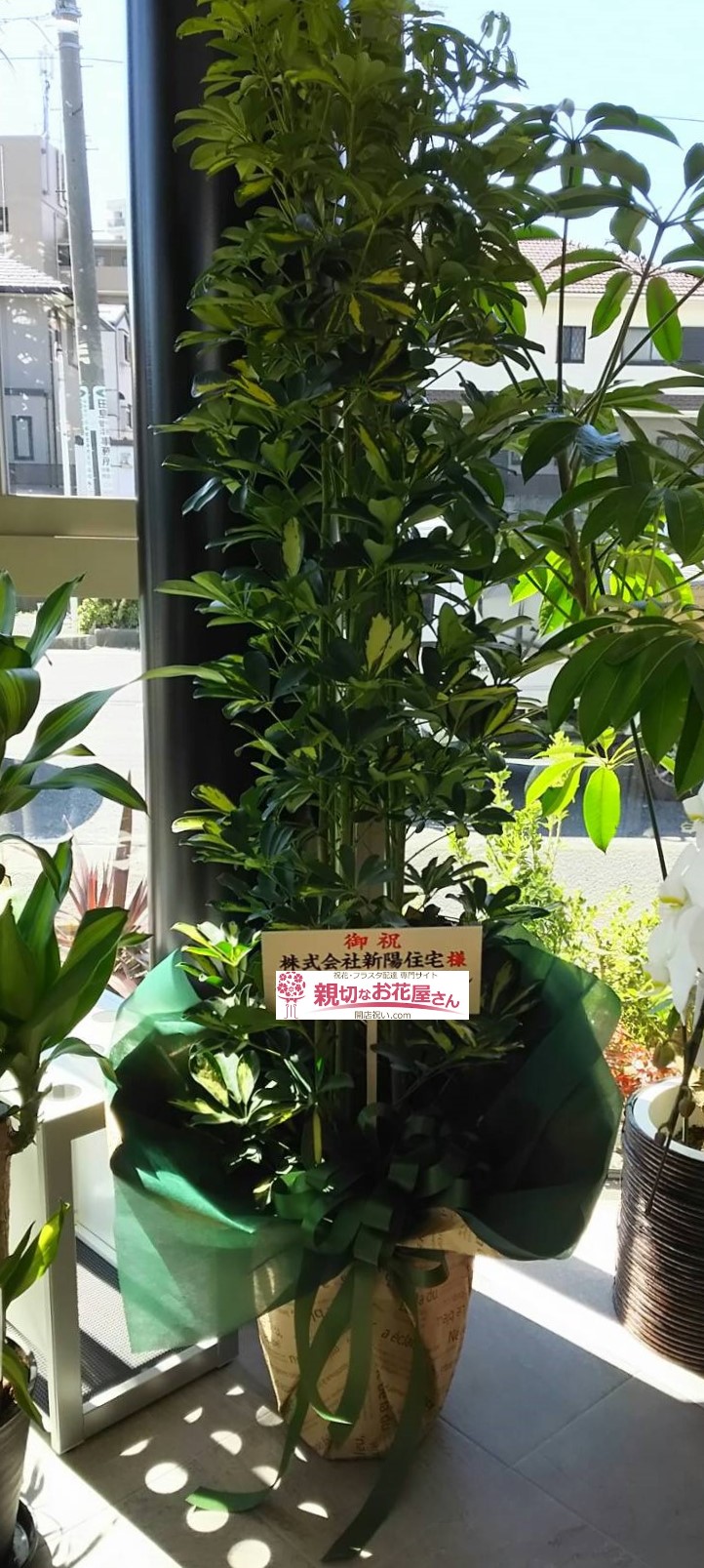 千葉県船橋市 祝花 観葉植物 株式会社新陽住宅様 親切なお花屋さん 開店祝い Com