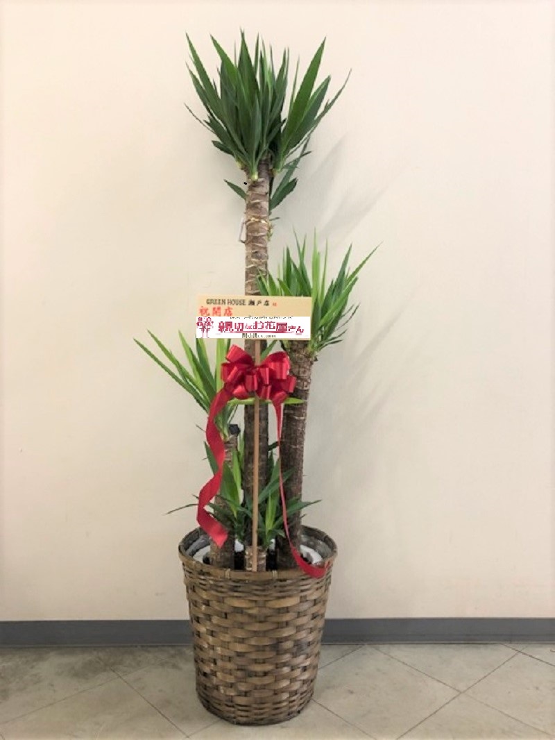 開店祝い 観葉植物ユッカ 愛知県瀬戸市 Green House瀬戸店様 親切なお花屋さん 開店祝い Com 開店祝い 観葉植物ユッカ 愛知県瀬戸市 Green House瀬戸店様 親切なお花屋さん 開店祝い Com