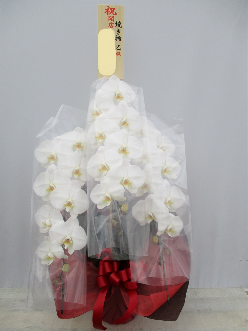 開店祝い 胡蝶蘭 栃木県那須塩原市寺子 ジンギスカン専門店 焼き物乙様 親切なお花屋さん 開店祝い Com