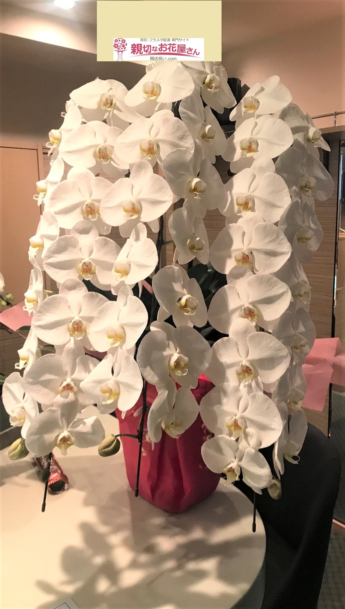 文京区湯島 珠里 様 開店祝い 胡蝶蘭 親切なお花屋さん 開店祝い Com