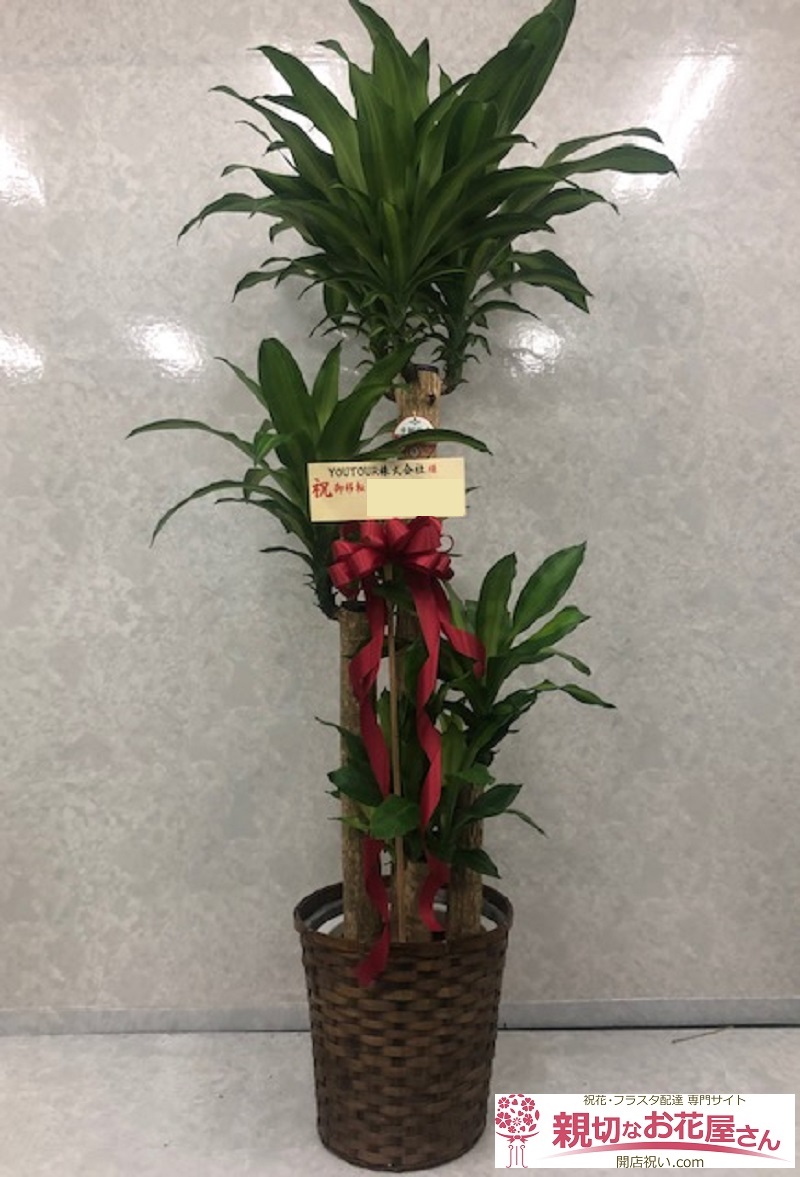 福岡市博多区 移転祝観葉植物 マッサン Youtour株式会社 様 親切なお花屋さん 開店祝い Com