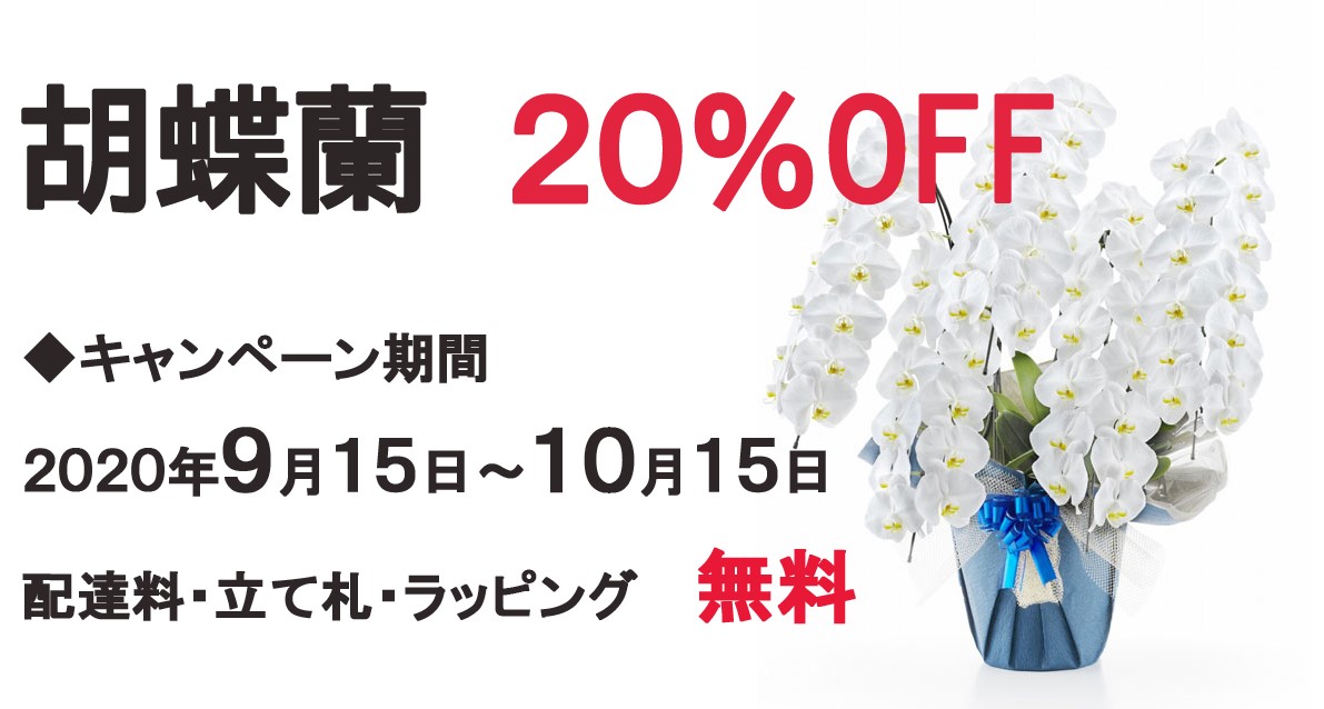 胡蝶蘭２０％OFFキャンペーン-親切なお花屋さん（開店祝い.com）-