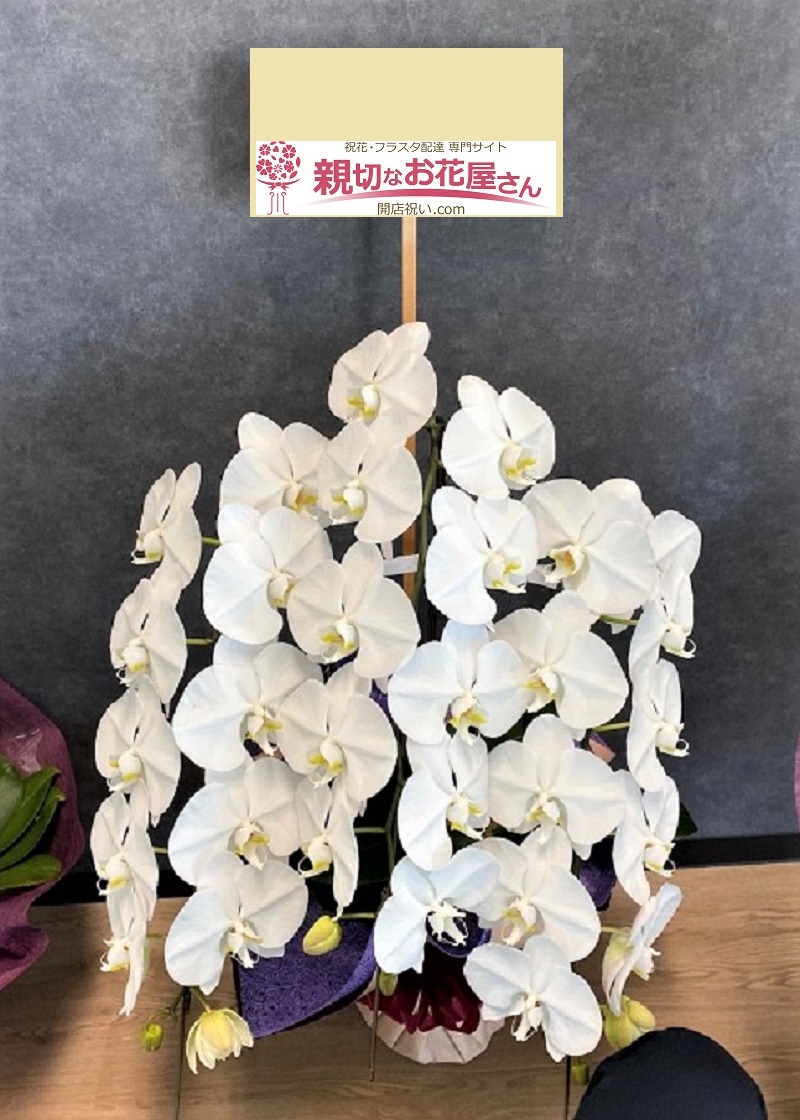移転祝い 胡蝶蘭 高松市 法人様 親切なお花屋さん 開店祝い Com 移転祝い 胡蝶蘭 高松市 法人様 親切なお花屋さん 開店祝い Com