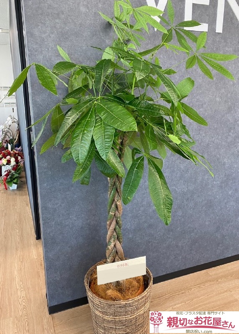 移転祝い 観葉植物パキラ 高松市 法人様 親切なお花屋さん 開店祝い Com