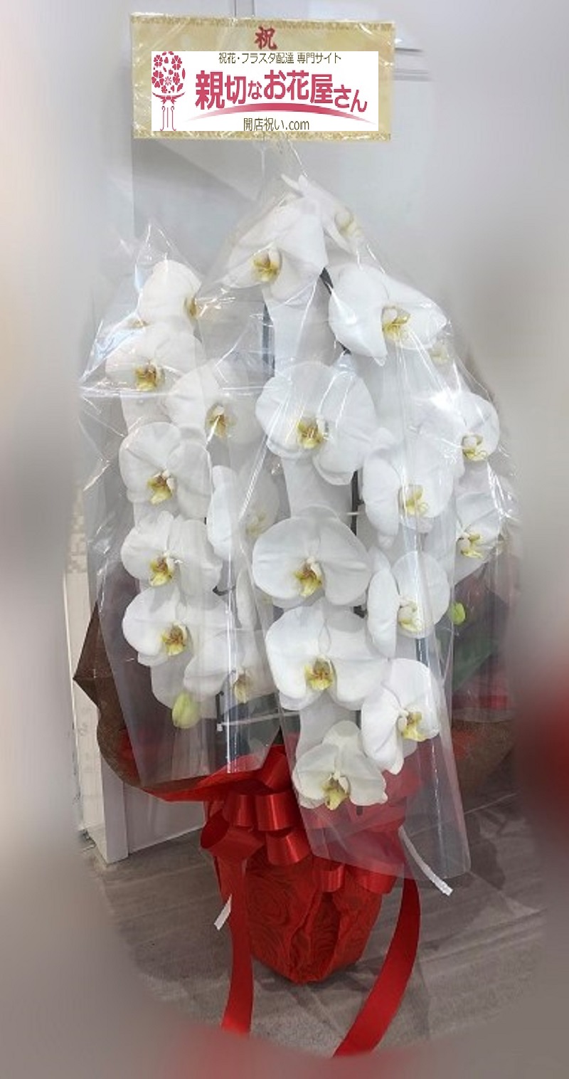 千葉県船橋市行田 開業祝い 胡蝶蘭 歯科院様 親切なお花屋さん 開店祝い Com 千葉県船橋市行田 開業祝い 胡蝶蘭 歯科院様 親切なお花屋さん 開店祝い Com