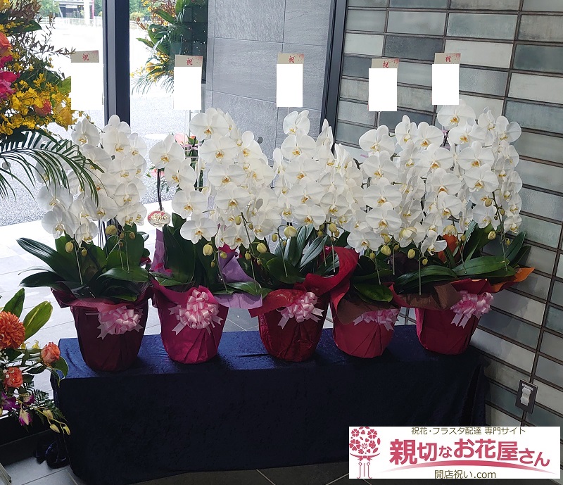 埼玉県春日部市 スポーツクラブ様 プレオープン祝花 胡蝶蘭 親切なお花屋さん 開店祝い Com