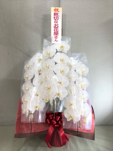 白 アーカイブ ページ 5 9 親切なお花屋さん 開店祝い Com