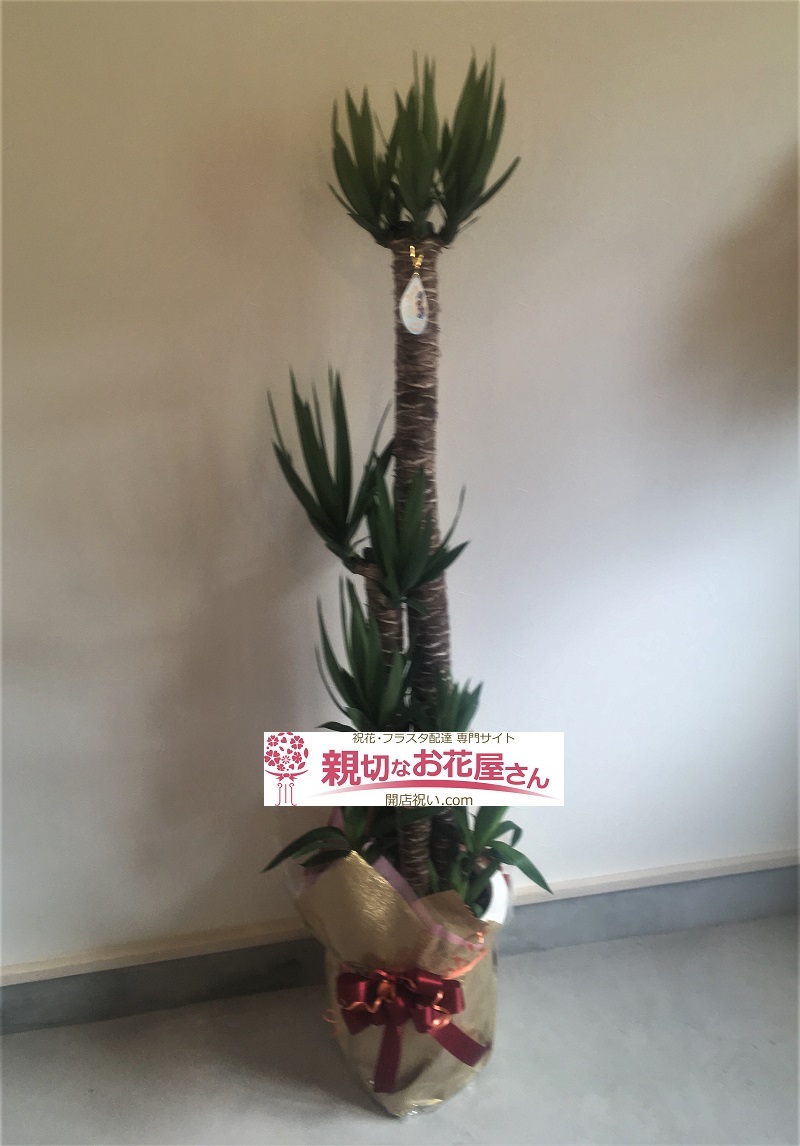 開店祝い観葉植物 ユッカ 鹿児島県霧島市 Mole 様 喫茶店様 親切なお花屋さん 開店祝い Com