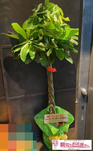 祝花 プレオープン祝い観葉植物 パキラ 愛知県名古屋市中村区 焼肉ホルモン サイボーグ001 様 親切なお花屋さん 開店祝い Com 祝花 プレオープン祝い観葉植物 パキラ 愛知県名古屋市中村区 焼肉ホルモン サイボーグ001 様 親切なお花屋さん 開店祝い Com