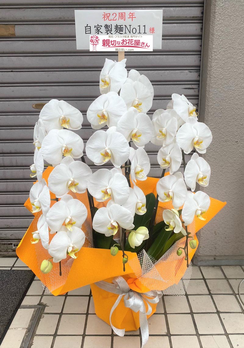 周年祝い花 胡蝶蘭 東京都板橋区大山金井町 自家製麺no11 様 親切なお花屋さん 開店祝い Com 周年祝い花 胡蝶蘭 東京都板橋区大山金井町 自家製麺no11 様 親切なお花屋さん 開店祝い Com