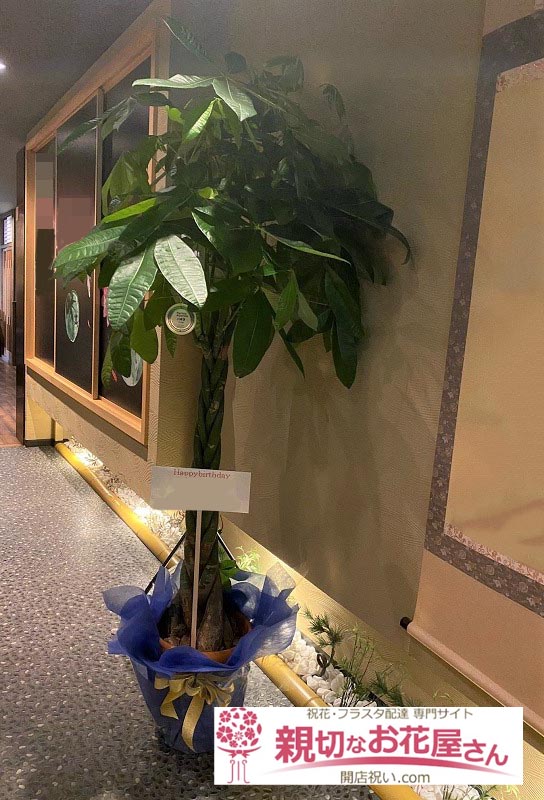 祝花 キャスト様誕生日祝い観葉植物 パキラ 東京都足立区梅島 パブ店 様 親切なお花屋さん 開店祝い Com