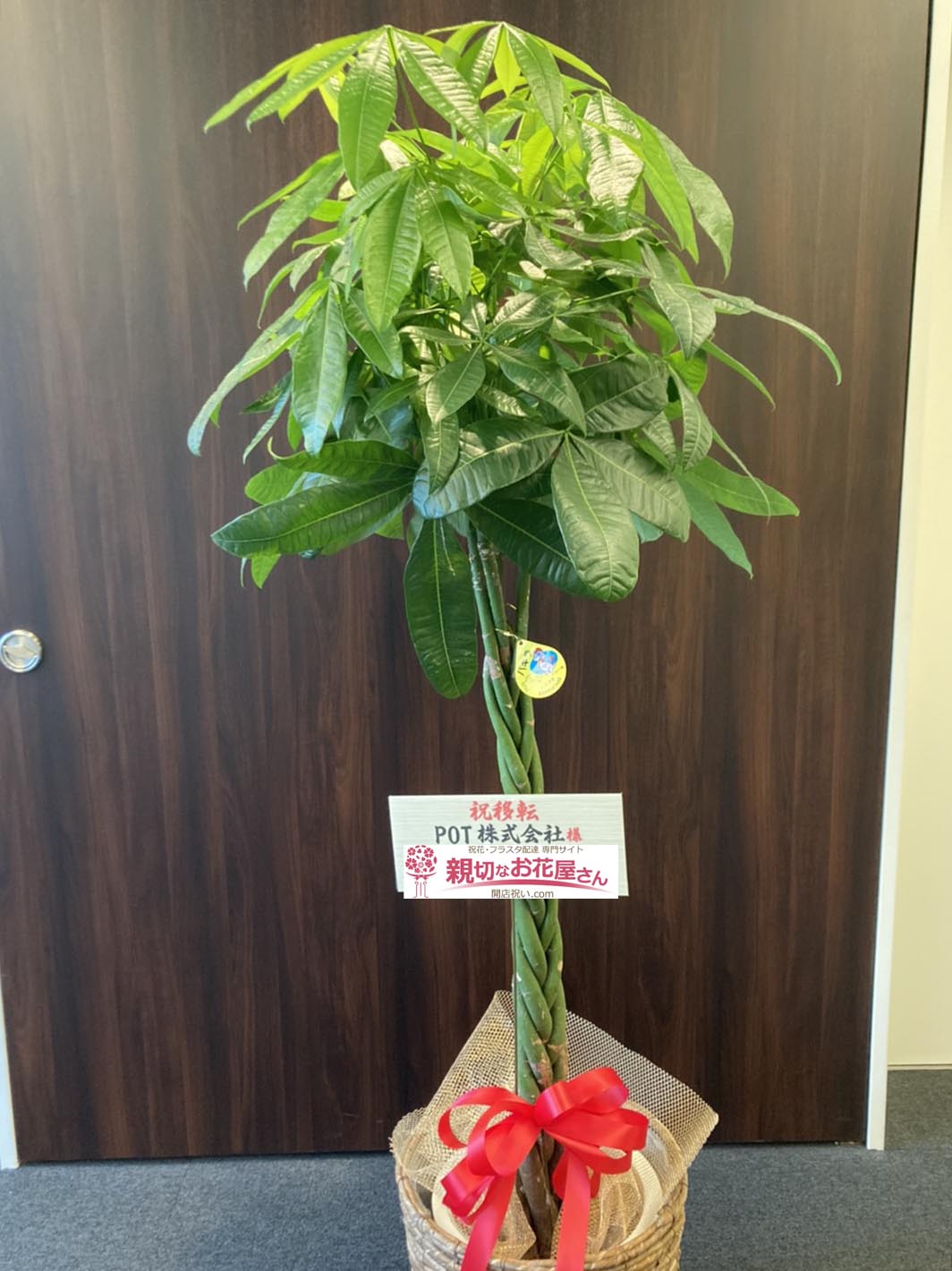 移転祝い花 観葉植物 パキラ 福岡県福岡市中央区 Pot株式会社 様 親切なお花屋さん 開店祝い Com