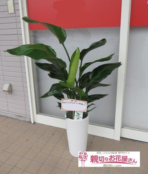 開設祝い花 観葉植物 オーガスタ 静岡県浜松市中区 株式会社アイデムホーム 浜松店 様 親切なお花屋さん 開店祝い Com