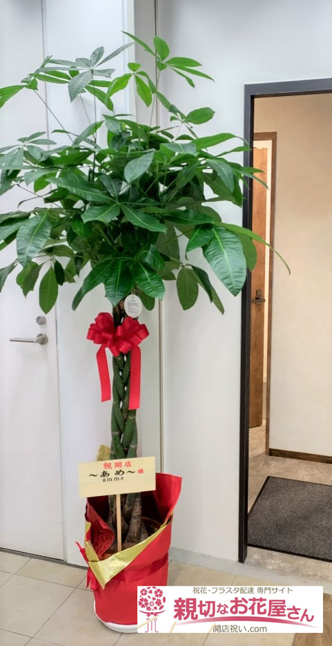開店祝い花 観葉植物 パキラ 東京都渋谷区恵比寿西 Amme あめ 様 親切なお花屋さん 開店祝い Com