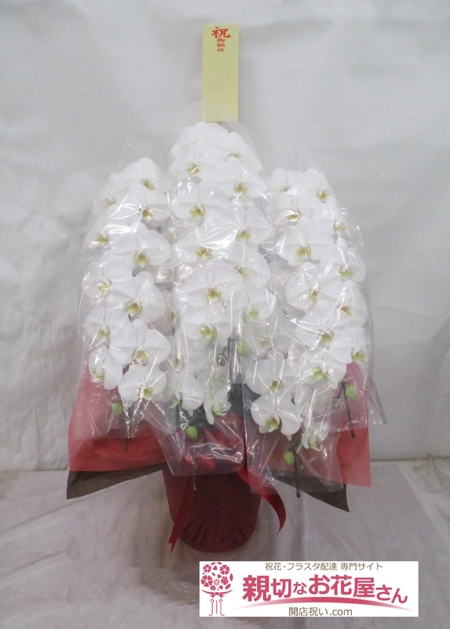 大臣就任祝い花 胡蝶蘭 東京都千代田区永田町 親切なお花屋さん 開店祝い Com 大臣就任祝い花 胡蝶蘭 東京都千代田区永田町 親切なお花屋さん 開店祝い Com