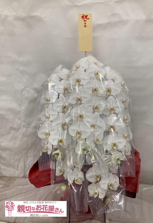 当選祝い花 胡蝶蘭 東京都千代田区永田町 親切なお花屋さん 開店祝い Com