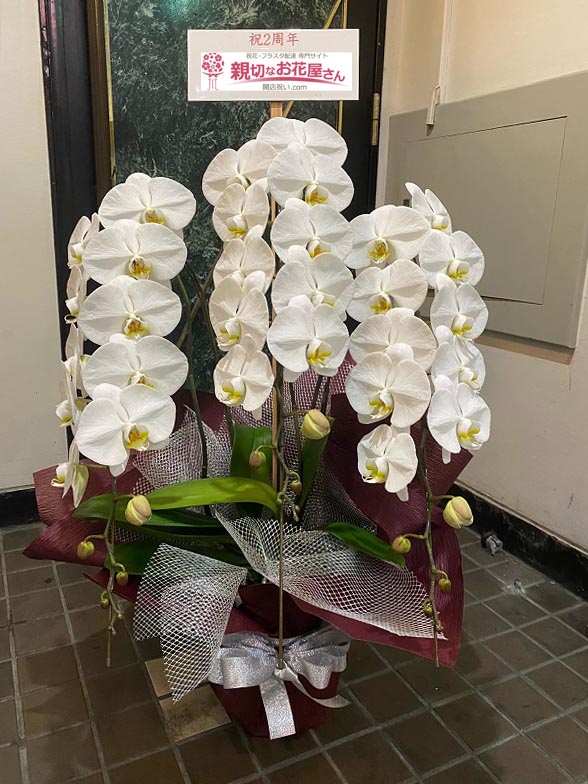 周年祝い花 胡蝶蘭 東京都江戸川区西葛西 パブ店 様 親切なお花屋さん 開店祝い Com