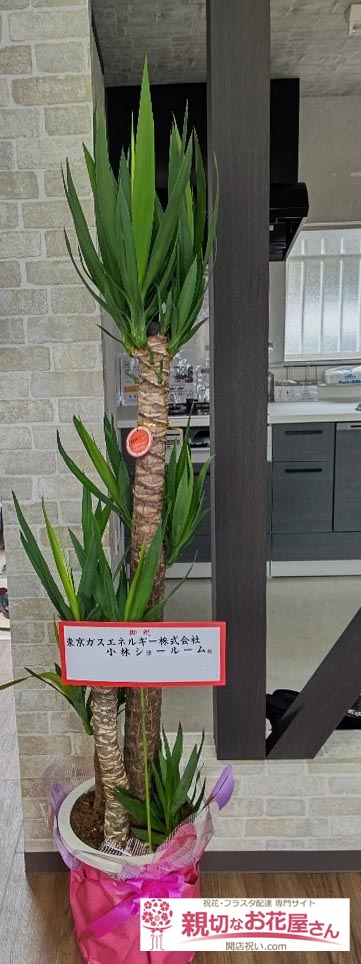 祝花 観葉植物 ユッカ 千葉県印西市 東京ガスエネルギー株式会社 小林ショールーム 様 親切なお花屋さん 開店祝い Com 祝花 観葉植物 ユッカ 千葉県印西市 東京ガスエネルギー株式会社 小林ショールーム 様 親切なお花屋さん 開店祝い Com