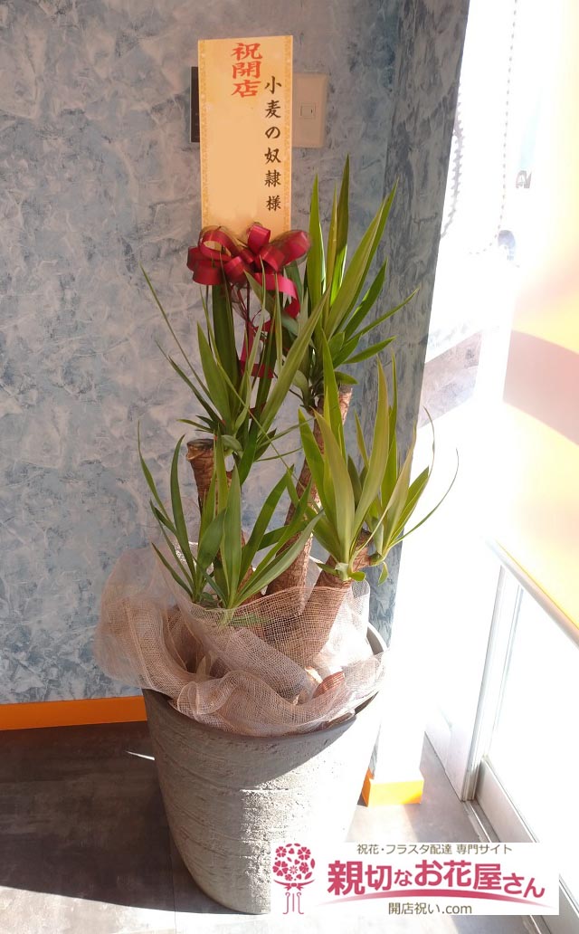 開店祝い花 観葉植物 ユッカ 岐阜県大垣市 小麦の奴隷 様 親切なお花屋さん 開店祝い Com