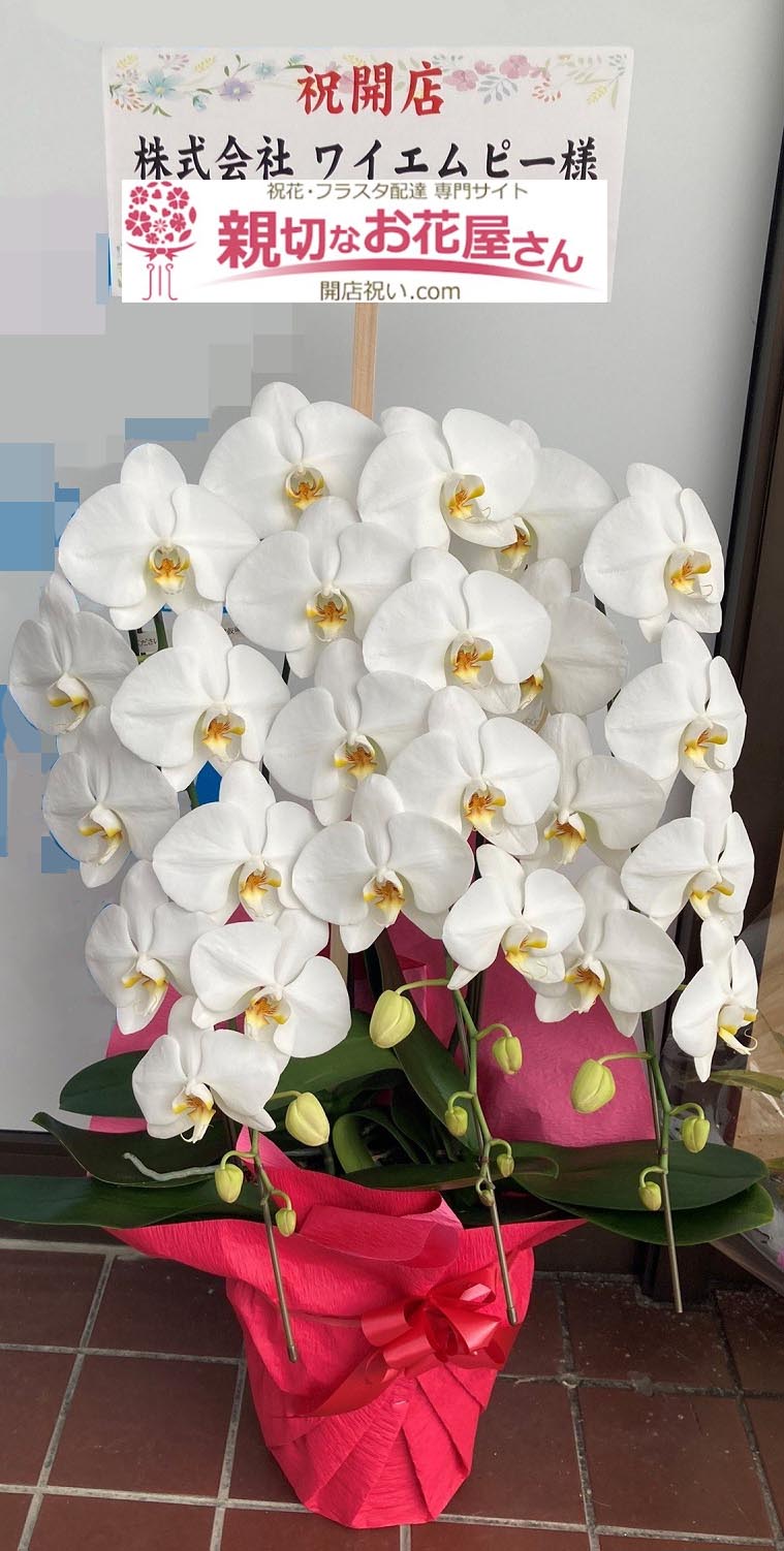 開店祝い花 胡蝶蘭 奈良県生駒市 株式会社 ワイエムピー 様 親切なお花屋さん 開店祝い Com