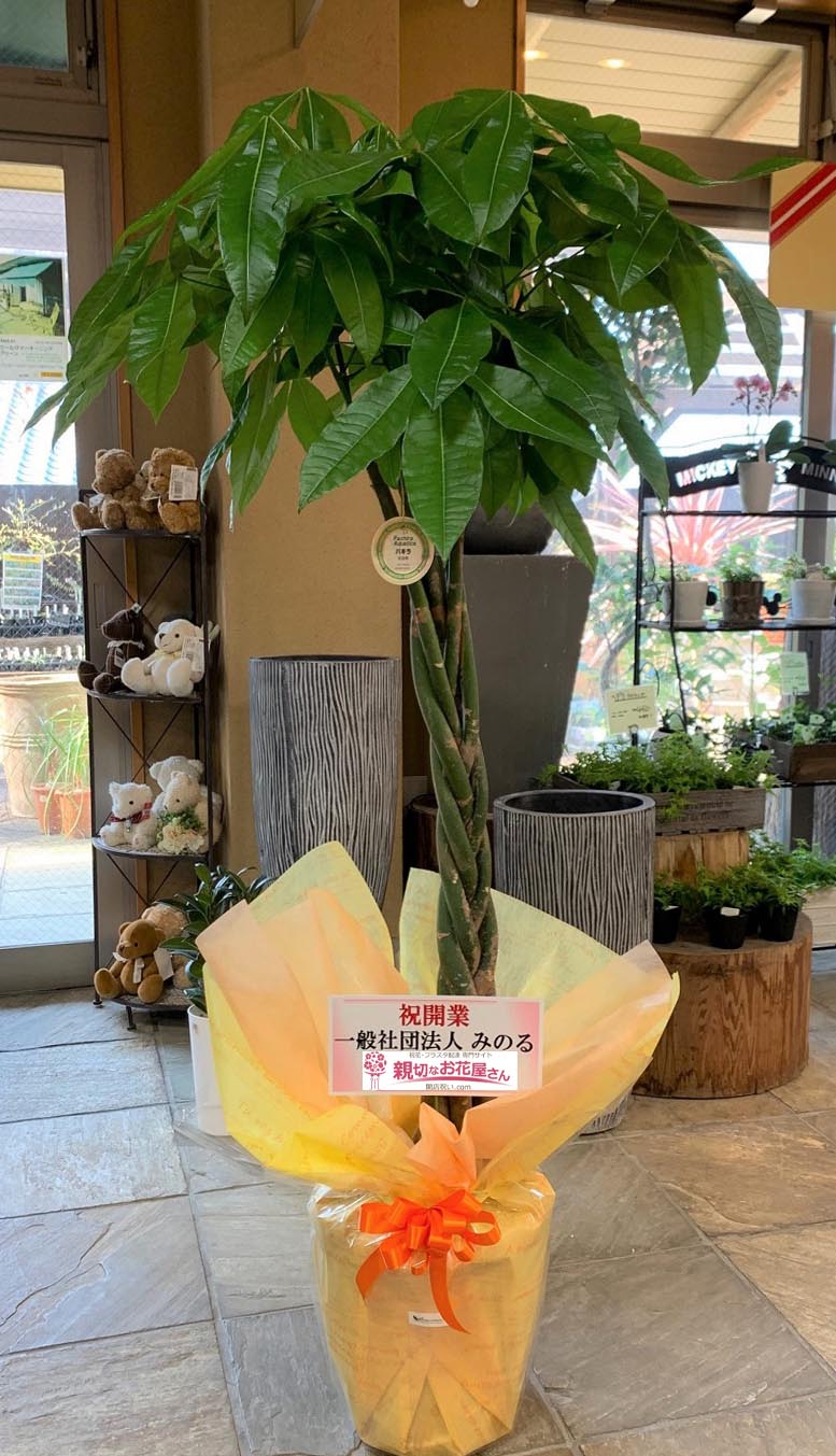 開業祝い花 観葉植物 パキラ 愛媛県松山市 生活介護 みのる 様 親切なお花屋さん 開店祝い Com