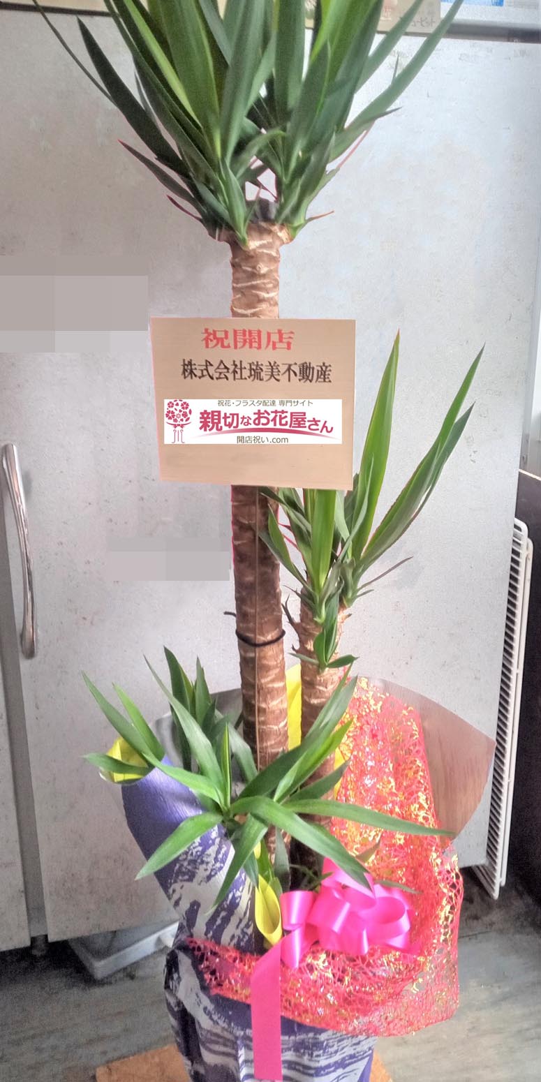 開店祝い花 観葉植物 ユッカ 沖縄県那覇市 株式会社琉美不動産 様 親切なお花屋さん 開店祝い Com