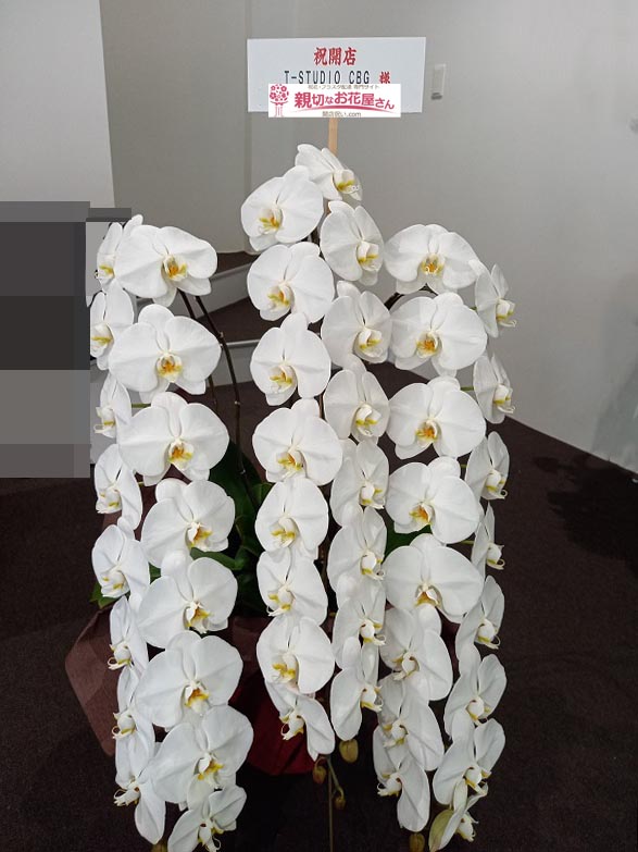 開店祝い花 胡蝶蘭 神奈川県横浜市鶴見区 T Studio Cbg 様 親切なお花屋さん 開店祝い Com