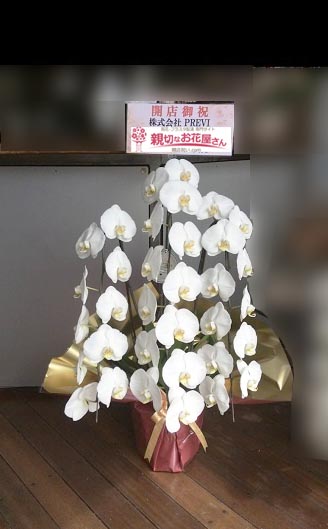 開店祝い花 胡蝶蘭 静岡県三島市 Imo To Cheese 株式会社previ 様 親切なお花屋さん 開店祝い Com 開店祝い花 胡蝶蘭 静岡県三島市 Imo To Cheese 株式会社previ 様 親切なお花屋さん 開店祝い Com