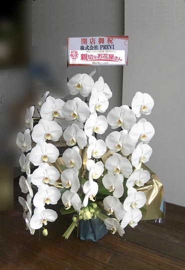 開店祝い花 胡蝶蘭 静岡県三島市 Imo To Cheese 株式会社previ 様 親切なお花屋さん 開店祝い Com 開店祝い花 胡蝶蘭 静岡県三島市 Imo To Cheese 株式会社previ 様 親切なお花屋さん 開店祝い Com