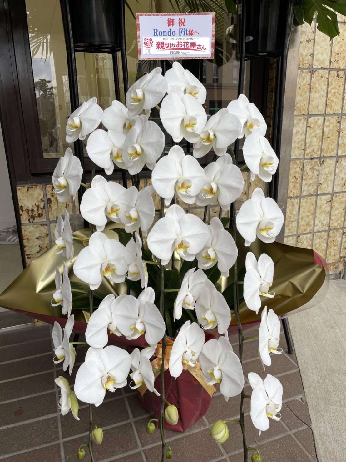 開業祝い花 胡蝶蘭 静岡県三島市 Rondo Fit 様 親切なお花屋さん 開店祝い Com 開業祝い花 胡蝶蘭 静岡県三島市 Rondo Fit 様 親切なお花屋さん 開店祝い Com