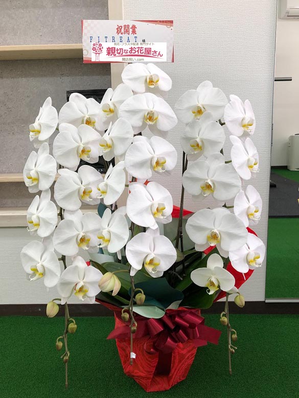 開業祝い花 胡蝶蘭 静岡県熱海市 Fitreat 様 親切なお花屋さん 開店祝い Com