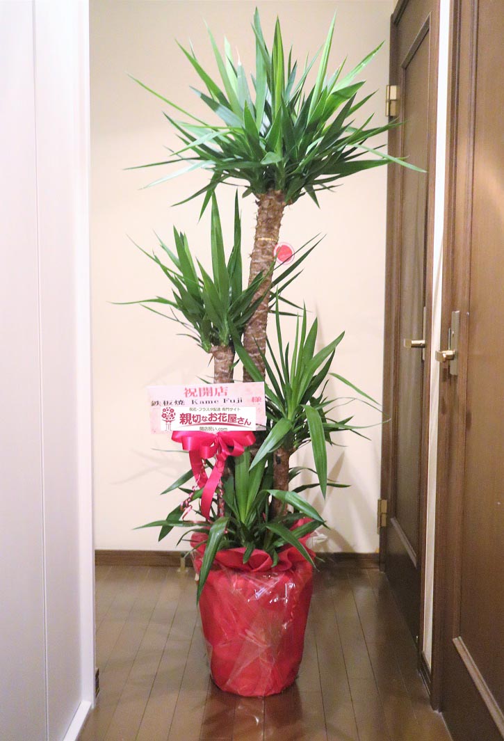 開店祝い花 観葉植物 ユッカ 千葉県柏市 鉄板焼 Kame Fuji 様 親切なお花屋さん 開店祝い Com