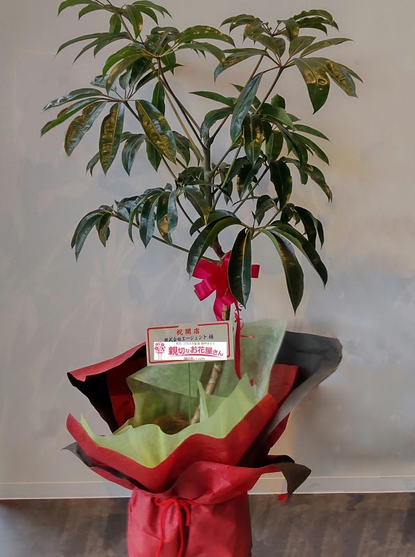 開店祝い花 観葉植物 ツピタンサス 岡山県岡山市北区 株式会社 エージェント 様 親切なお花屋さん 開店祝い Com