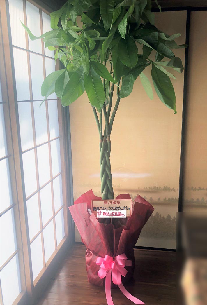 開店祝い花 観葉植物 パキラ 茨城県日立市 健康ごはん カフェゆめこまち 様 親切なお花屋さん 開店祝い Com