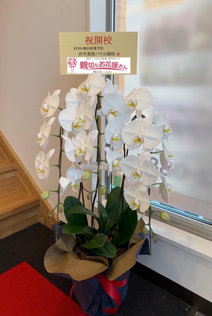 開校祝い花 胡蝶蘭 兵庫県伊丹市 Itto個別指導学院 伊丹荒牧バラ公園校 様 親切なお花屋さん 開店祝い Com