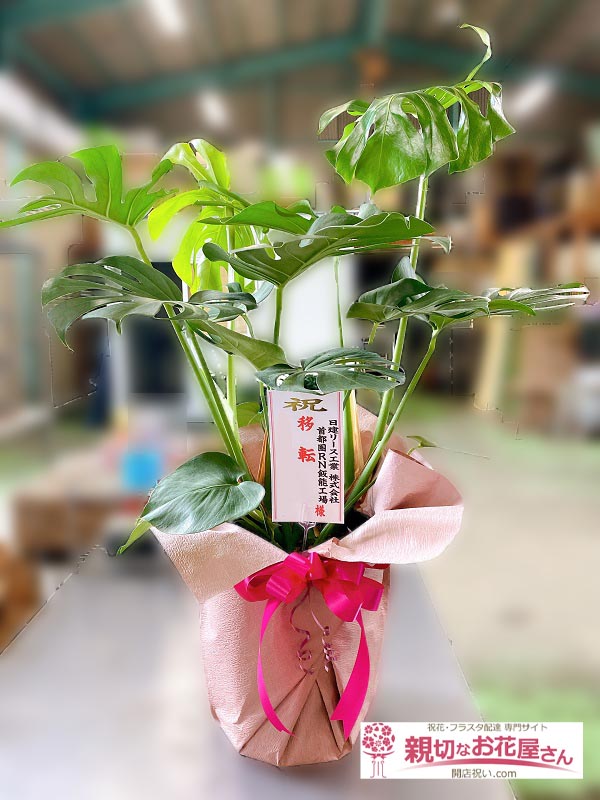 移転祝い花 観葉植物 モンステラ 埼玉県飯能市 日建リース工業株式会社 首都圏rn飯能工場 様 親切なお花屋さん 開店祝い Com