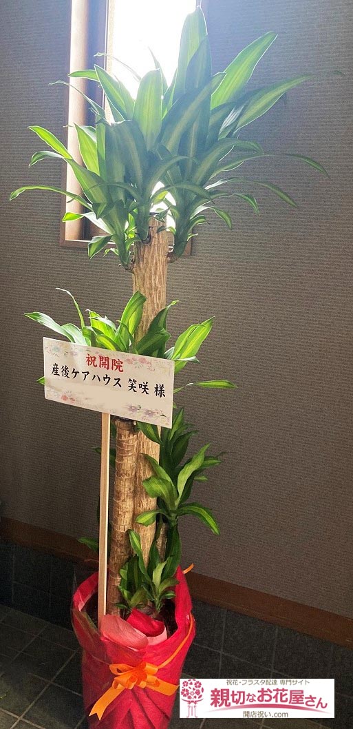開院祝い花 観葉植物 マッサン 大阪府交野市 産後ケアハウス 笑咲 様 親切なお花屋さん 開店祝い Com