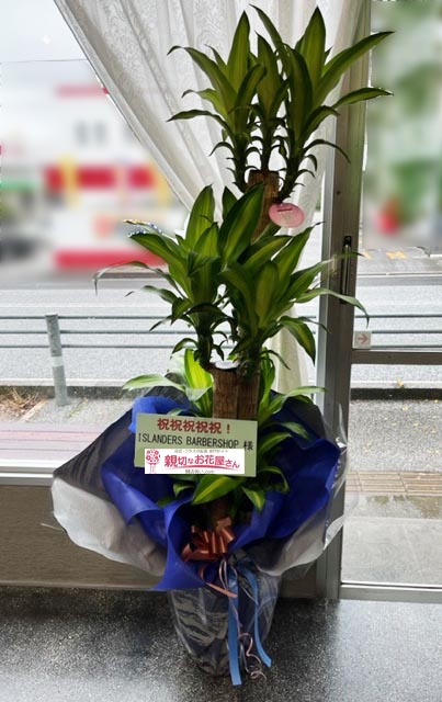 祝花 観葉植物 マッサン 沖縄県沖縄市 Islanders Barbershop 様 親切なお花屋さん 開店祝い Com