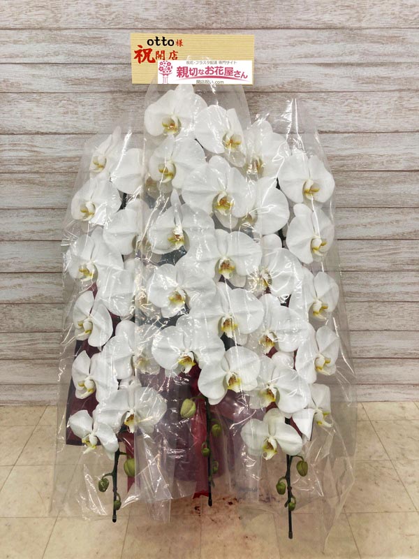 開店祝い花 胡蝶蘭 東京都渋谷区神泉 Otto 様 親切なお花屋さん 開店祝い Com 開店祝い花 胡蝶蘭 東京都渋谷区神泉 Otto 様 親切なお花屋さん 開店祝い Com