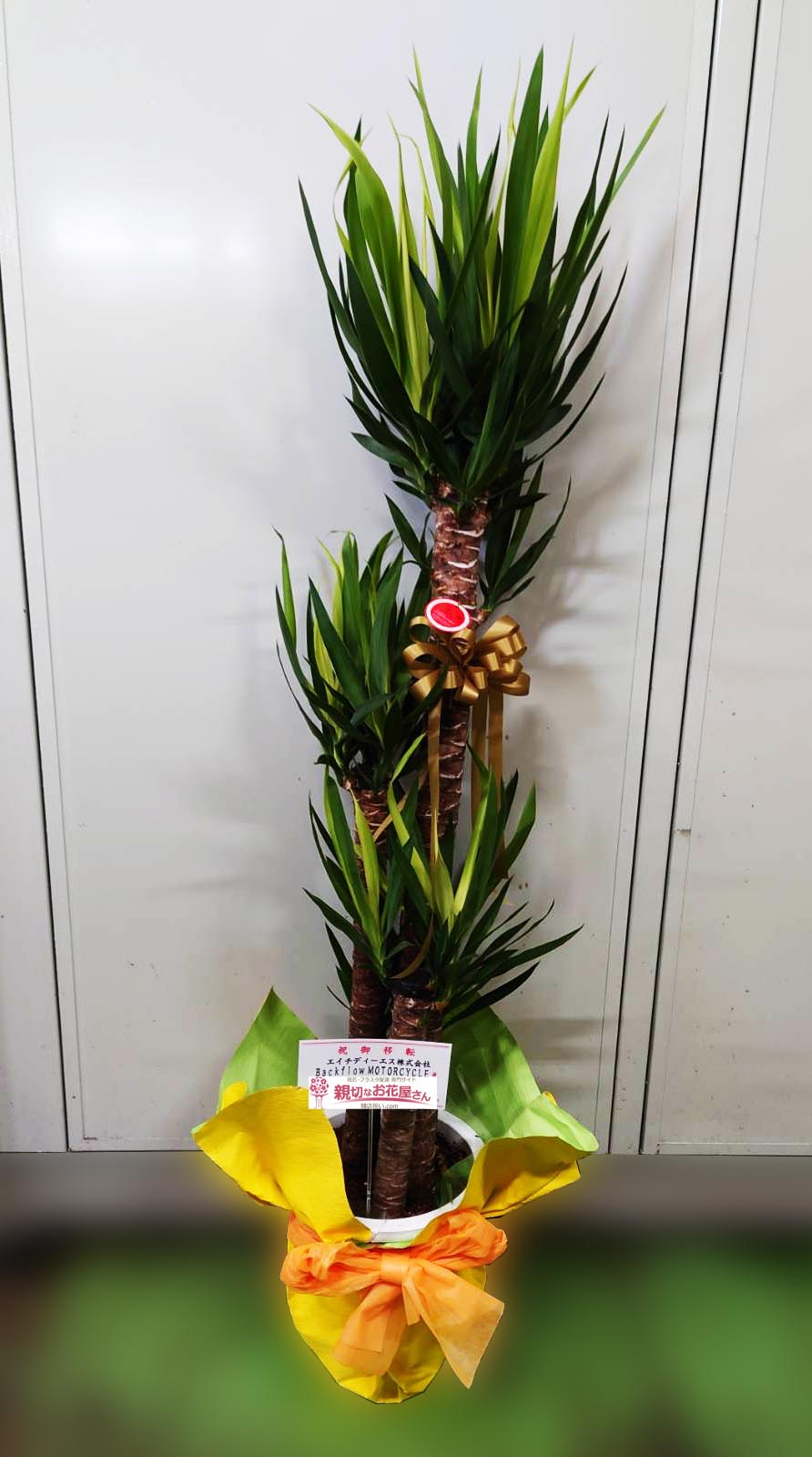 移転祝い花 観葉植物 ユッカ 東京都西多摩郡瑞穂町 エイチディーエス株式会社 Backflow 様 バイクショップ 親切なお花屋さん 開店祝い Com
